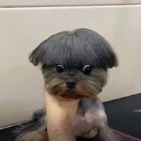 Avatar of 100EloChessMark