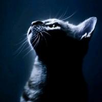 Avatar of NAPS Player