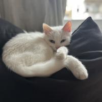 Avatar of 7aTomorrow