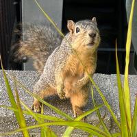 Avatar of Aarondosius