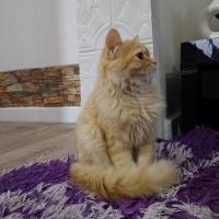 Avatar of Abdullah14154545438