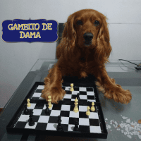 Avatar of Abel Pasache