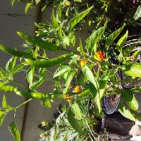 Avatar of Abram Abrahams