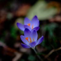 Avatar of Captain Yossarian