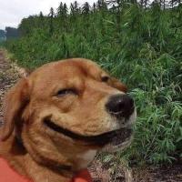 Avatar of Andres Arellano