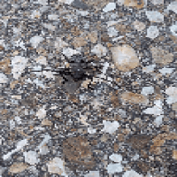 Avatar of Zeleni Bezimeni