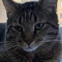 Avatar of acmilanello