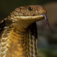 Andriy Diachek's avatar