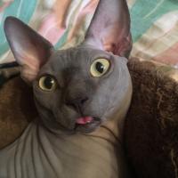 Ekaterina Borisova's avatar