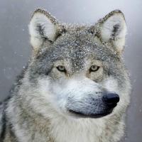 Aisen Mestnikov's avatar