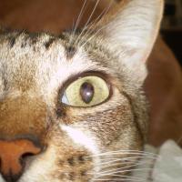 Avatar of Pablo Gowezniansky