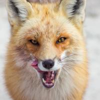 Anna Kochukova's avatar