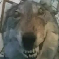 Avatar of Akira32199