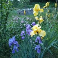 Avatar of Alesha_2023