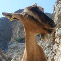 Avatar of Alheira023