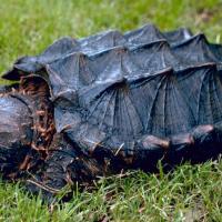 Andrew Jing's avatar