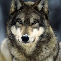 Avatar of David Jose Caballero Marrugo