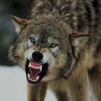 Avatar of Caleb Wolfe