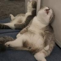 Avatar of Moe Chimpin