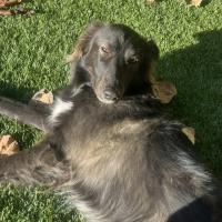 Avatar of Andrea Bolla