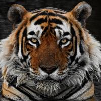 Avatar of andrei_davidsah