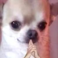 Avatar of Andrelive71