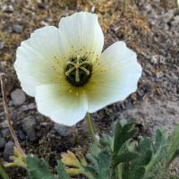 Avatar of annmarikrk