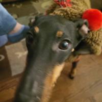 Avatar of AnthonyChessMaster123