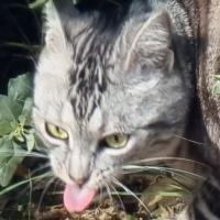 Avatar of Antoine Gome