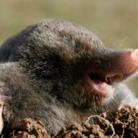 Avatar of Antoni Radzimski