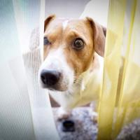 Avatar of Stefano Anzalone