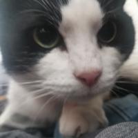 Avatar of apostatlet