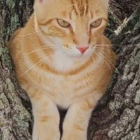 Avatar of Kim Jong Dos