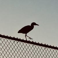 Avatar of Anant Shekdar