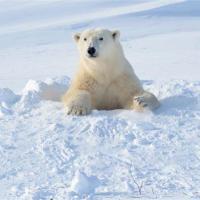 ArcticBear64's avatar