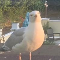 Avatar of Artimonsta