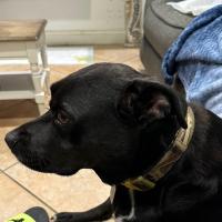 Avatar of Luis Moreno