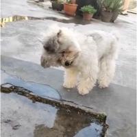 Avatar of arualplays