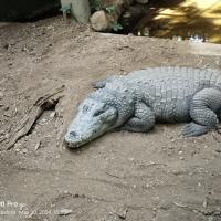 Avatar of Aryan Mudiraj