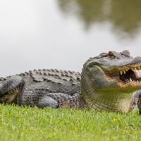 Avatar of A Fearsome (and very hungry) Alligator