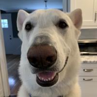 Avatar of Angelo Venuto