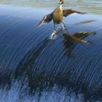 AverageRecord's avatar