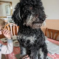 Helmut Hürter's avatar