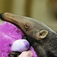 Avatar of ballet_bunny