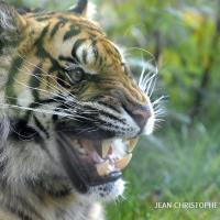 Avatar of Bangsar Boy