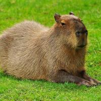 Avatar of Adorable capybara