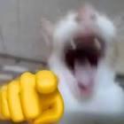 Avatar of bcdjbcjckc