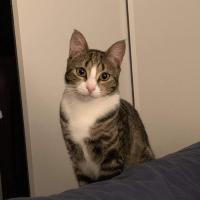 Bahman Kargosha's avatar