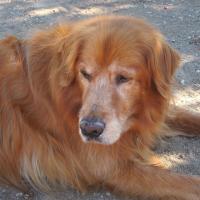 Michael David Gold's avatar