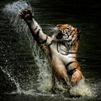 Bengal_tiger07's avatar